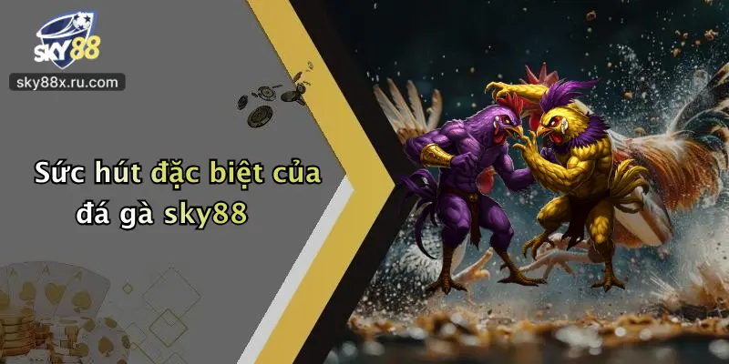 Sức hút đặc biệt của đá gà sky88